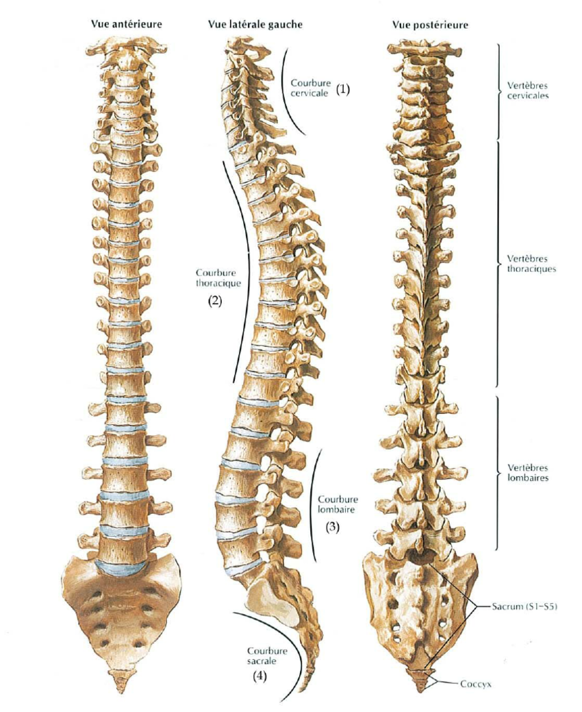 anatomie de la colonne vertébrale 